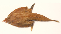 Image of Malthopsis kobayashii (Kobayashi\