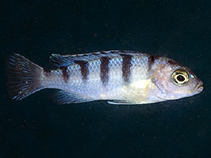 Image of Maylandia lombardoi 