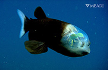 Image of Macropinna microstoma (Barreleye)