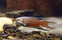 Image of Macropodus opercularis (Paradisefish)