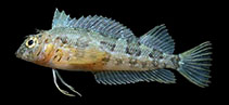Image of Malacoctenus hubbsi (Redside blenny)