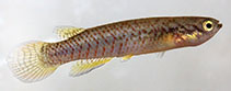 Image of Melanorivulus amambaiensis 