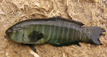 Image of Austrolebias cheradophilus 