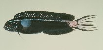 Image of Meiacanthus kamoharai 