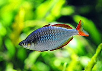 Image of Melanotaenia praecox (Dwarf rainbowfish)