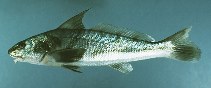 Image of Menticirrhus saxatilis (Northern kingfish)