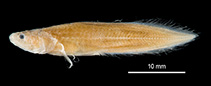 Image of Microbrotula hamata 