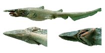 Image of Mitsukurina owstoni (Goblin shark)