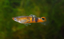 Image of Poecilia picta (Swamp guppies)