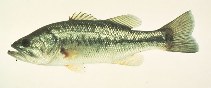 Image of Micropterus salmoides (Largemouth black bass)