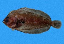 Image of Monolene dubiosa (Acapulco flounder)