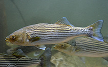 Image of Morone saxatilis (Striped bass)