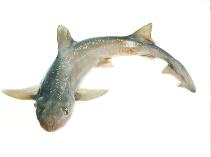 Image of Mustelus lenticulatus (Spotted estuary smooth-hound)