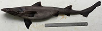 Image of Iago mangalorensis (Mangalore houndshark)