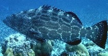 Image of Mycteroperca bonaci (Black grouper)