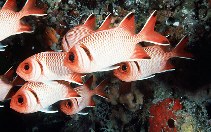 Image of Myripristis botche (Blacktip soldierfish)