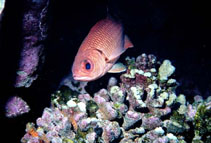 Image of Myripristis gildi (Clipperton cardinal soldierfish)