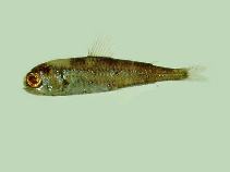 Image of Dasyscopelus obtusirostris (Bluntsnout lanternfish)