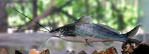 Image of Mystus zeylanicus (Sri Lanka bagrid catfish)