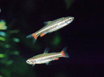 Image of Nannostomus anduzei 