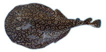 Image of Narcine leoparda (Leopard numbfish)