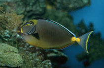 Image of Naso lituratus (Orangespine unicornfish)