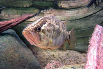 Image of Nandus nandus (Gangetic leaffish)