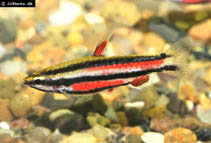 Image of Nannostomus rubrocaudatus 
