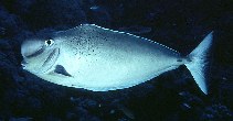 Image of Naso tonganus (Bulbnose unicornfish)