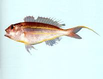 Image of Nemipterus bathybius (Yellowbelly threadfin bream)