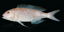 Image of Nemipterus bipunctatus (Delagoa threadfin bream)