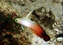 Image of Nemateleotris magnifica (Fire goby)