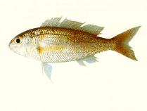 Image of Nemipterus marginatus (Red filament threadfin bream)