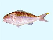 Image of Nemipterus isacanthus (Teardrop threadfin bream)