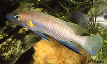 Image of Neolamprologus nigriventris 