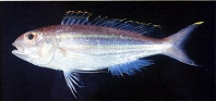 Image of Nemipterus thosaporni (Palefin threadfin bream)