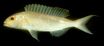 Image of Nemipterus zysron (Slender threadfin bream)