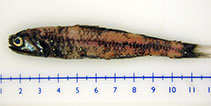 Image of Notoscopelus caudispinosus (Lobisomem)