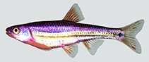 Image of Notropis chrosomus (Rainbow shiner)