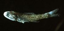 Image of Notoscopelus elongatus 