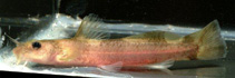 Image of Noturus flavater (Checkered madtom)