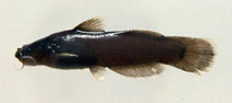 Image of Noturus funebris (Black madtom)