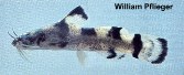 Image of Noturus furiosus (Carolina madtom)