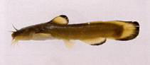 Image of Noturus insignis (Margined madtom)