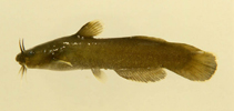 Image of Noturus phaeus (Brown madtom)