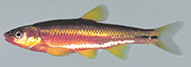 Image of Notropis rubricroceus (Saffron shiner)