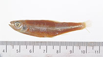 Image of Notropis scepticus (Sandbar shiner)