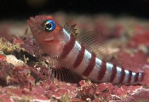 Image of Notoclinops segmentatus (Blue-eyed triplefin)