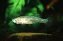 Image of Nothobranchius vosseleri (Pangani nothobranch)