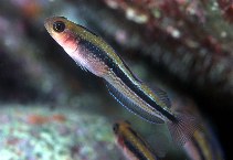 Image of Forsterygion maryannae (Oblique-swimming triplefin)